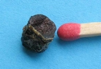 Frelon asiatique (Vespa velutina), fécès